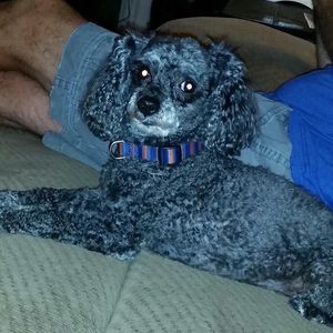 Meet your Posher, Deon n mona